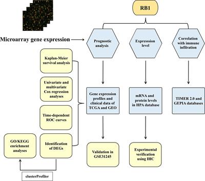 RB1 Is an Immune-Related Prognostic Biomarker for Ovarian Cancer